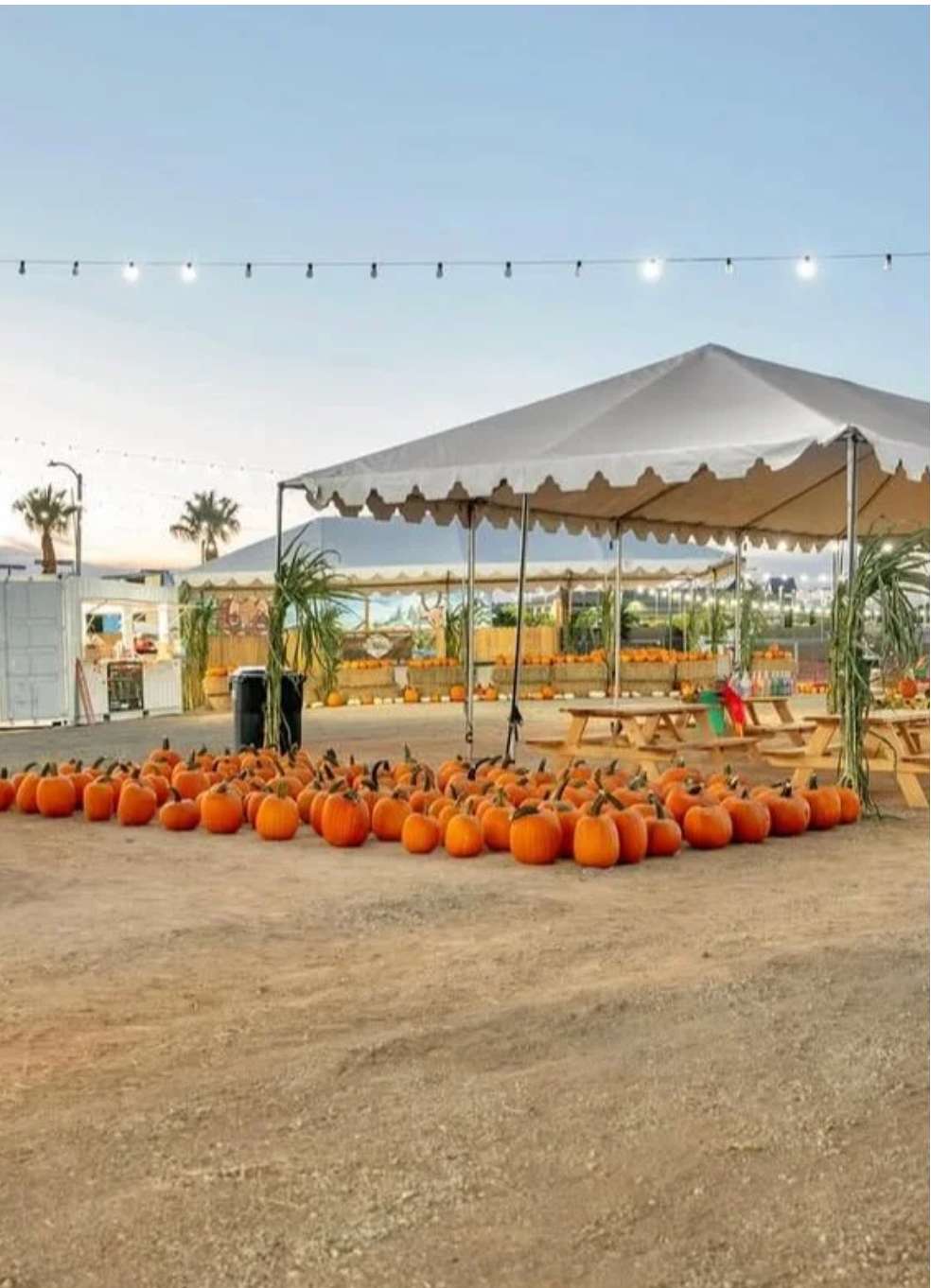 Pumpkin Patch - Prancer's Farm